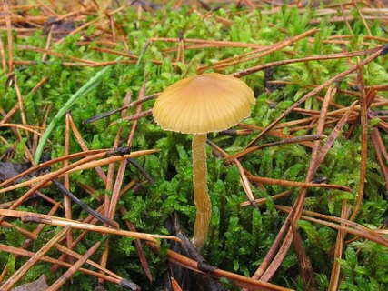 Galerina vittiformis