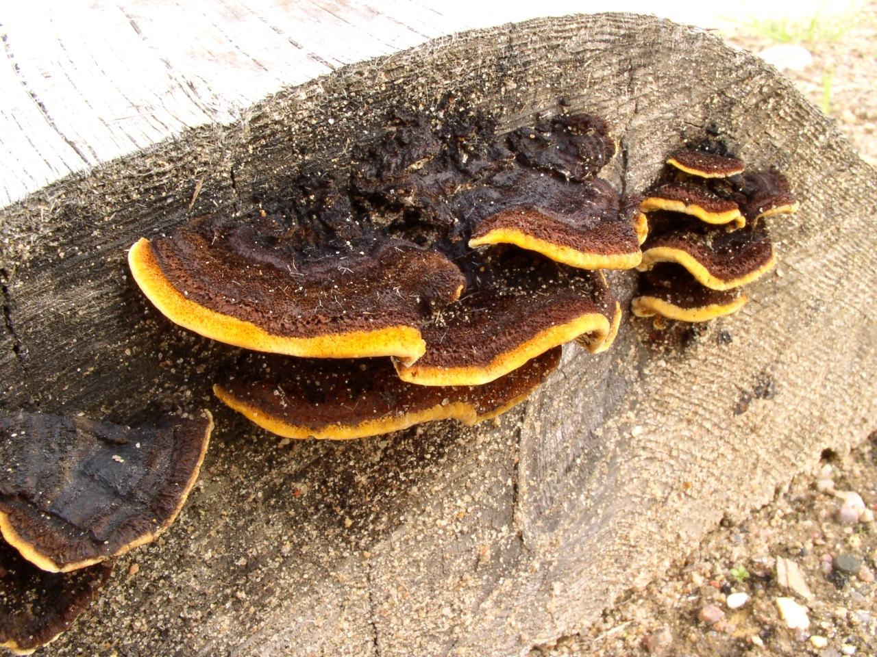 Gloeophyllum sepiarium
