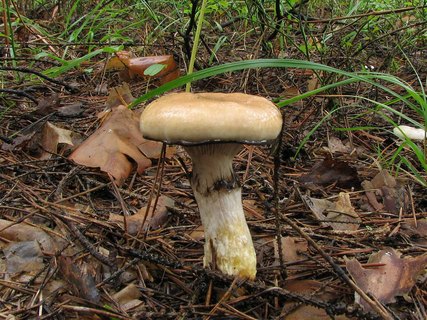 Gomphidius glutinosus