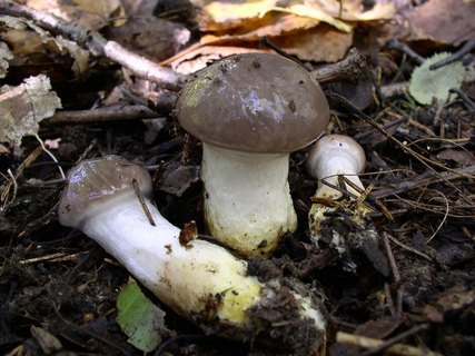 Gomphidius glutinosus