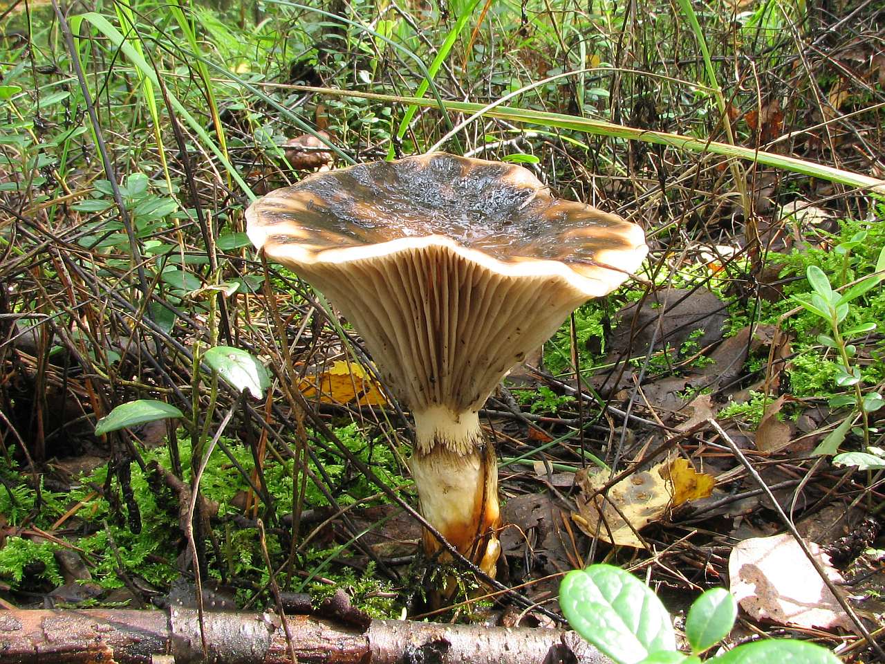 Gomphidius glutinosus