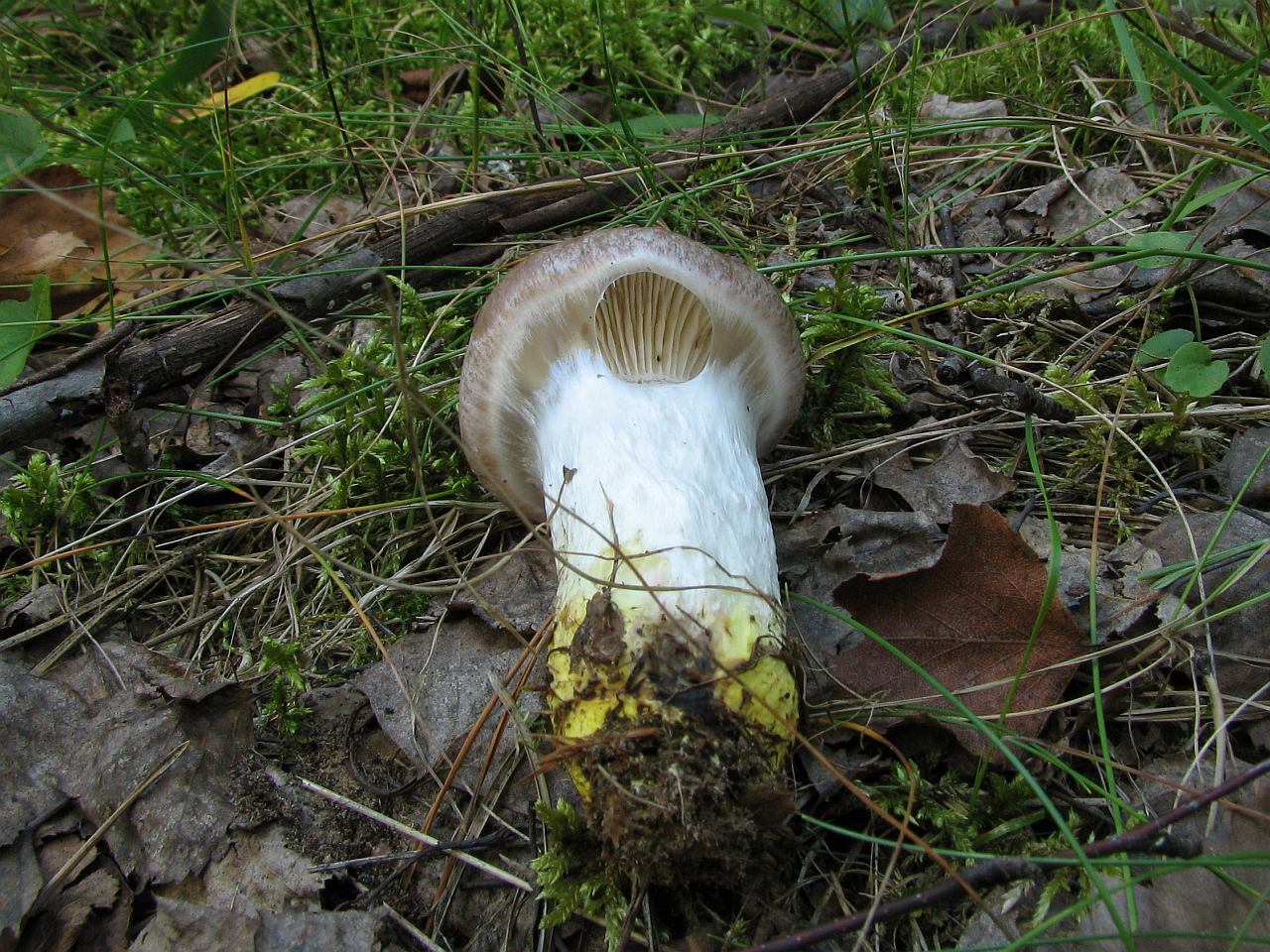 Gomphidius glutinosus