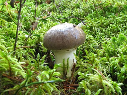 Gomphidius glutinosus