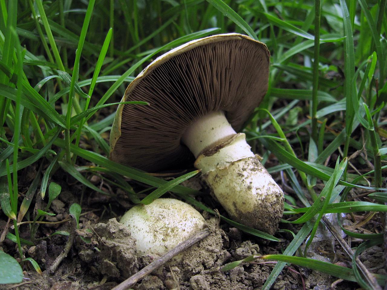 Agaricus bitorquis