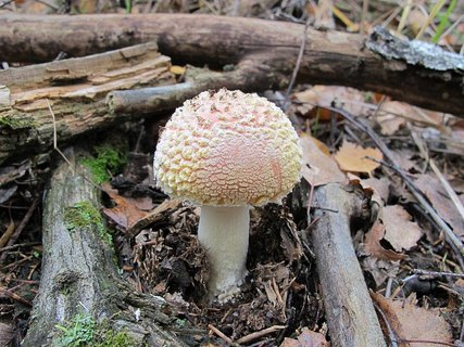 Amanita muscaria