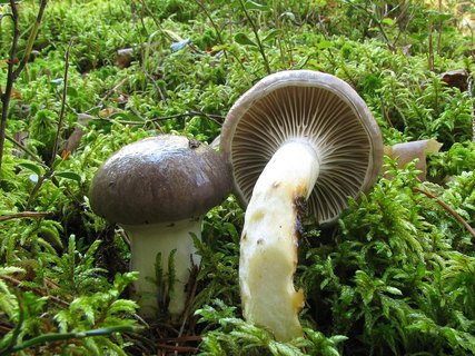 Gomphidius glutinosus