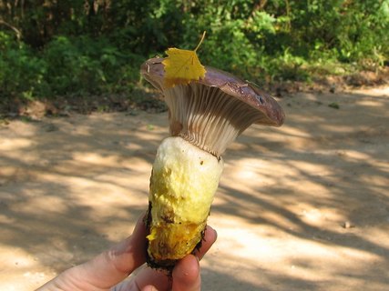 Gomphidius glutinosus