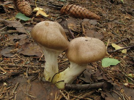 Gomphidius glutinosus