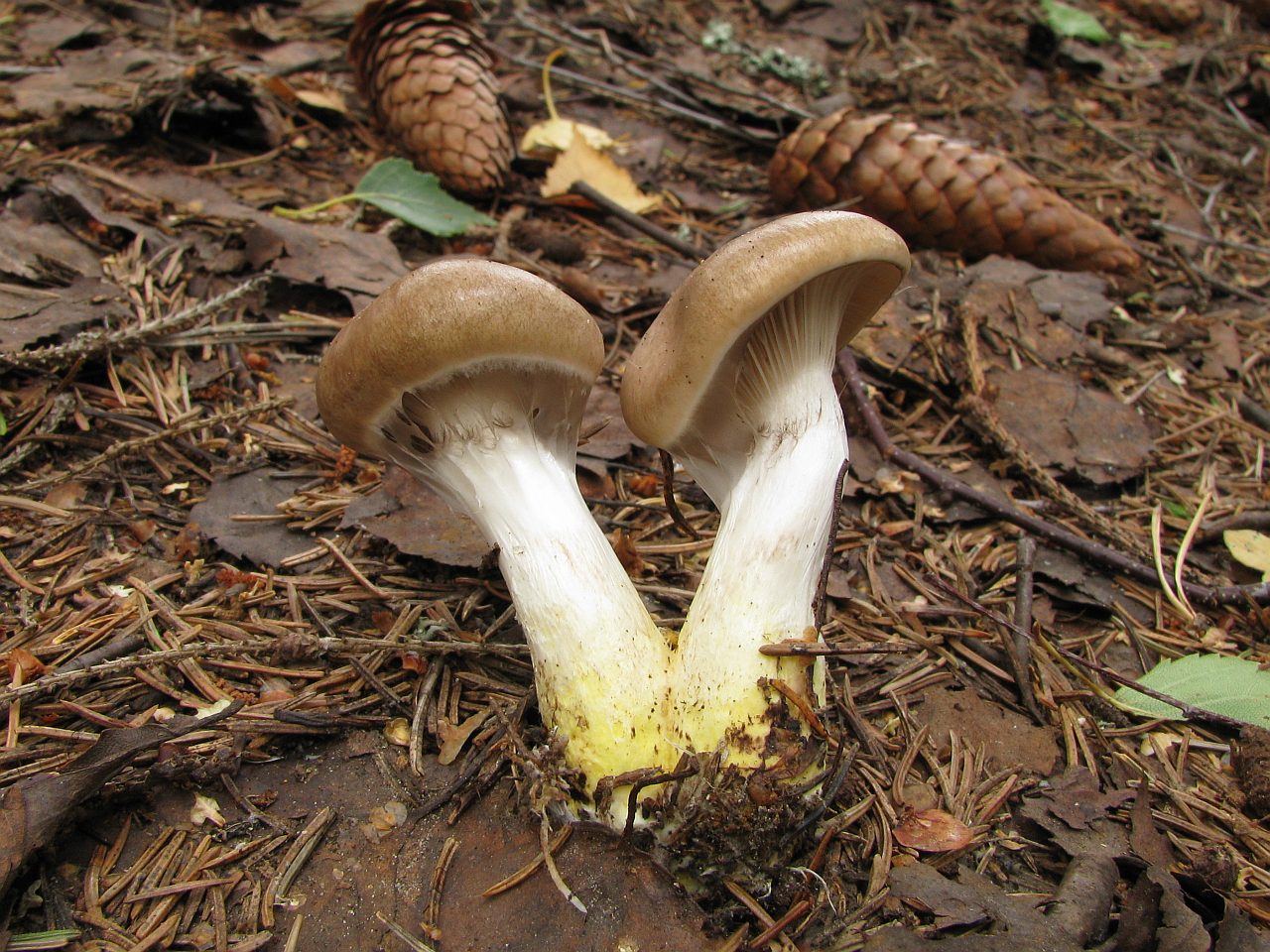 Gomphidius glutinosus