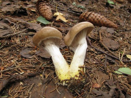 Gomphidius glutinosus