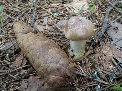 Gomphidius glutinosus