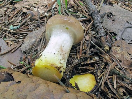 Gomphidius glutinosus