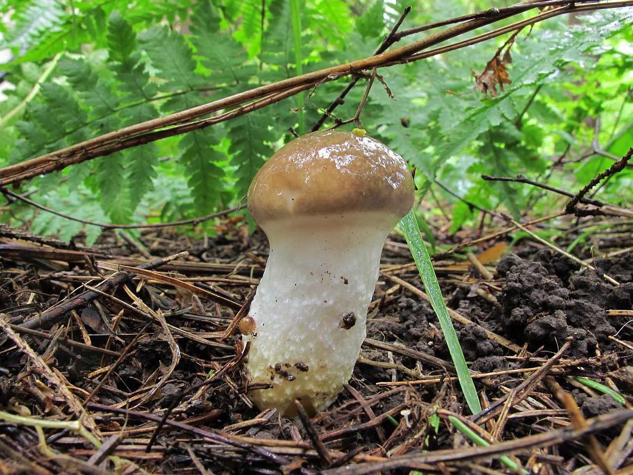 Gomphidius glutinosus