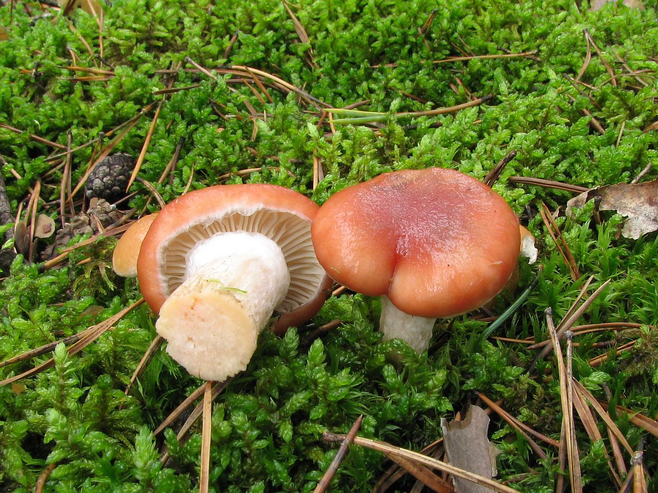 Gomphidius roseus