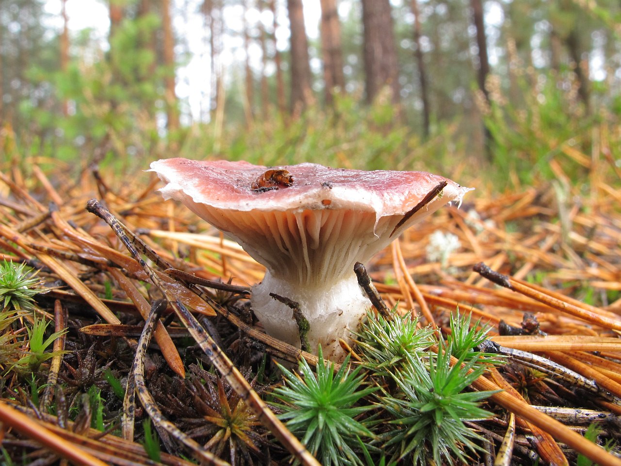Gomphidius roseus