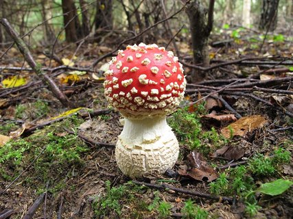 Amanita muscaria