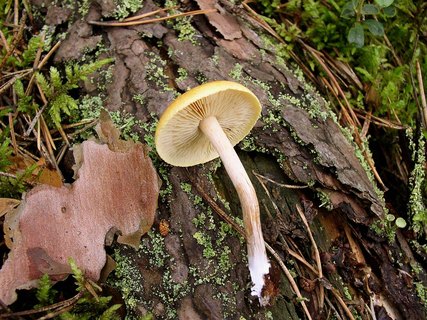 Gymnopilus penetrans