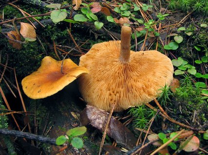 Gymnopilus penetrans
