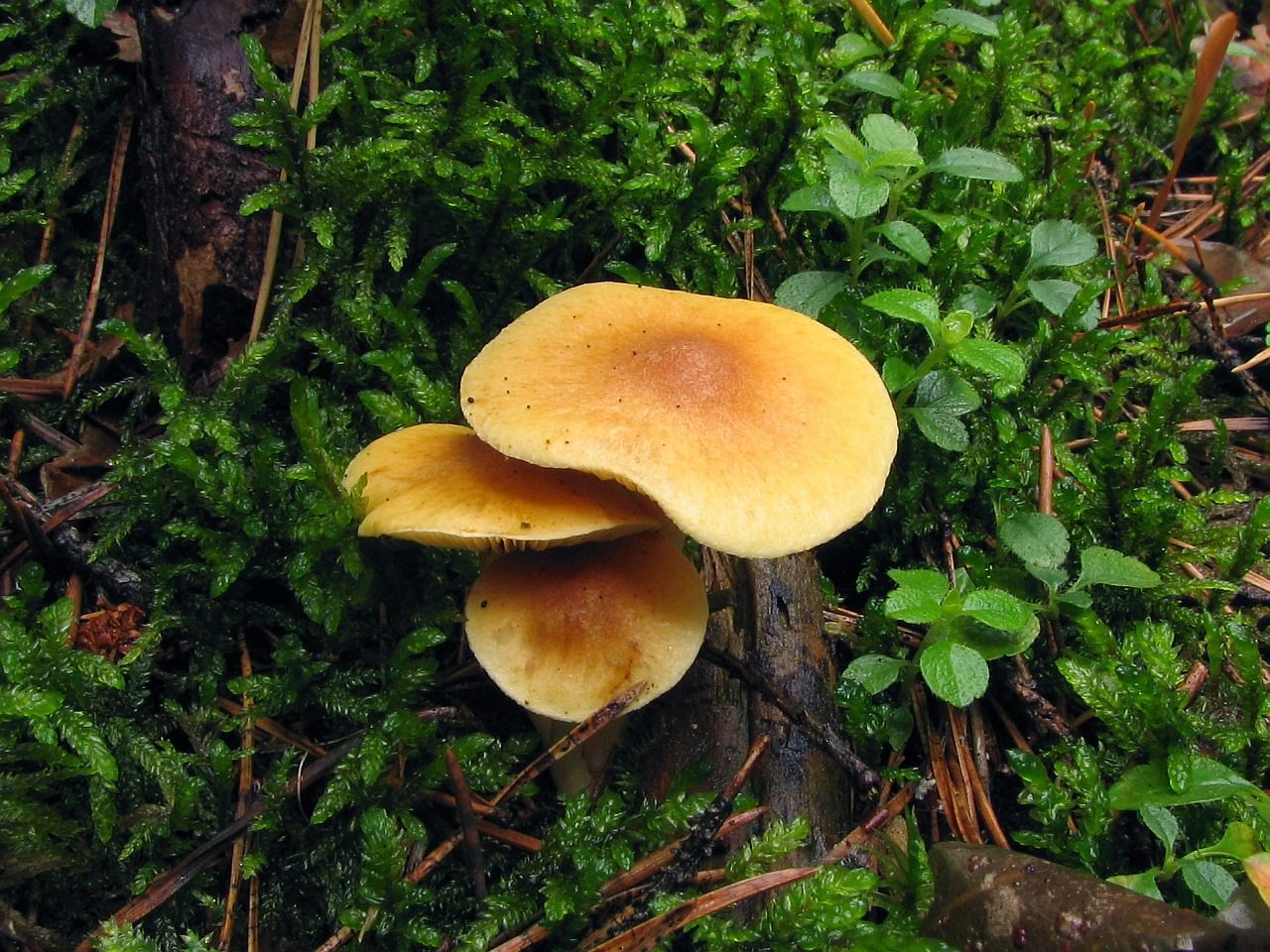 Gymnopilus penetrans