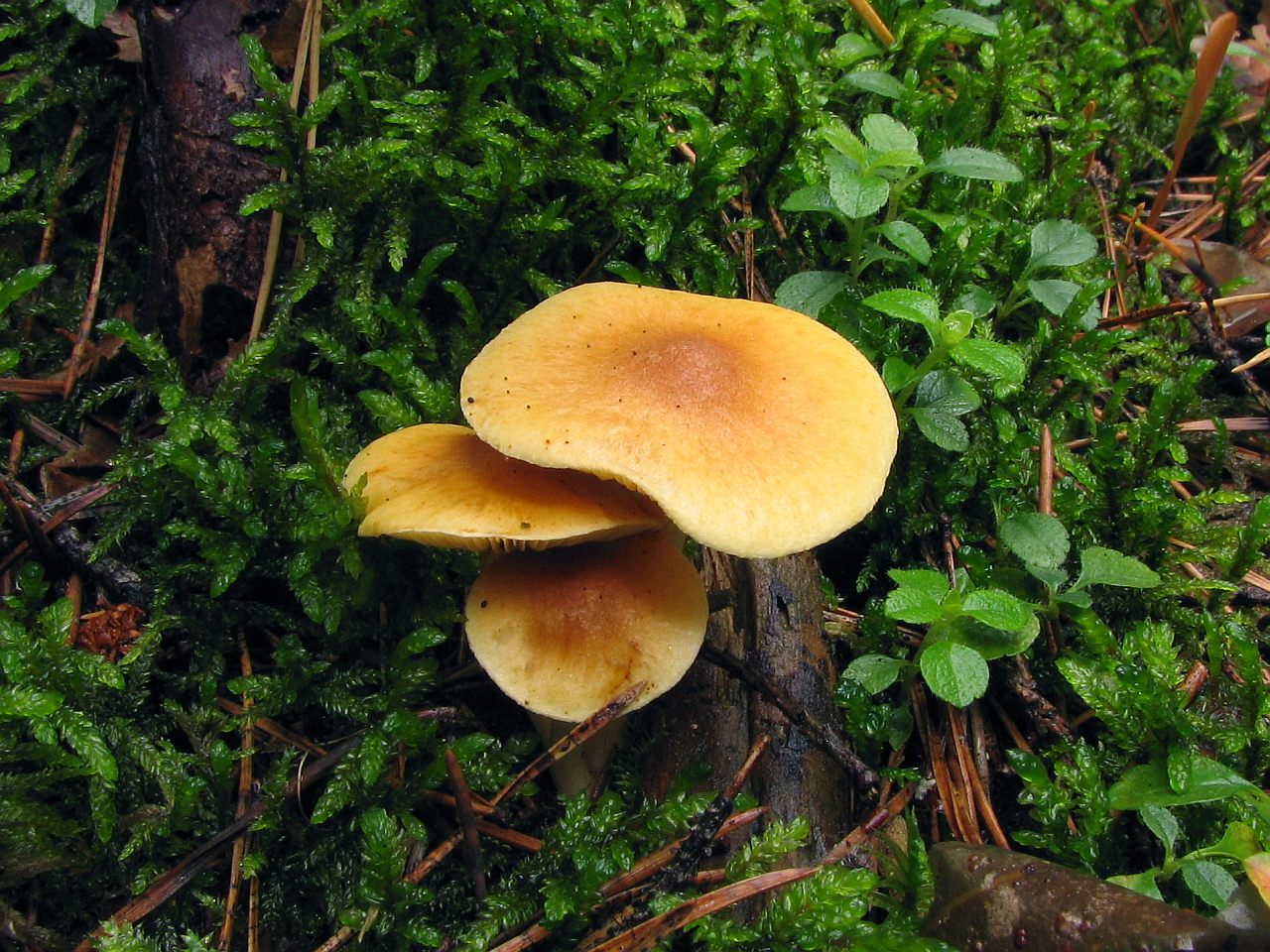Gymnopilus penetrans