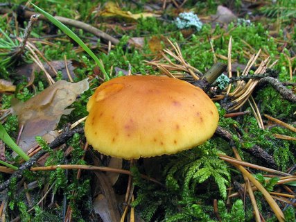 Gymnopilus penetrans