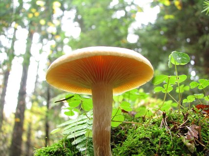 Gymnopilus sapineus
