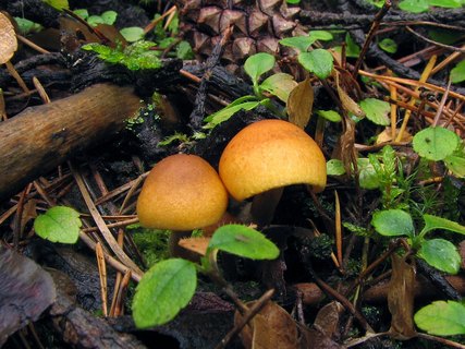 Gymnopilus sapineus