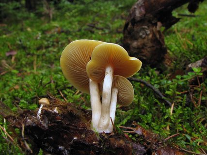 Gymnopilus sapineus