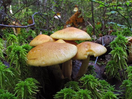 Gymnopilus sapineus