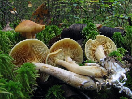 Gymnopilus sapineus