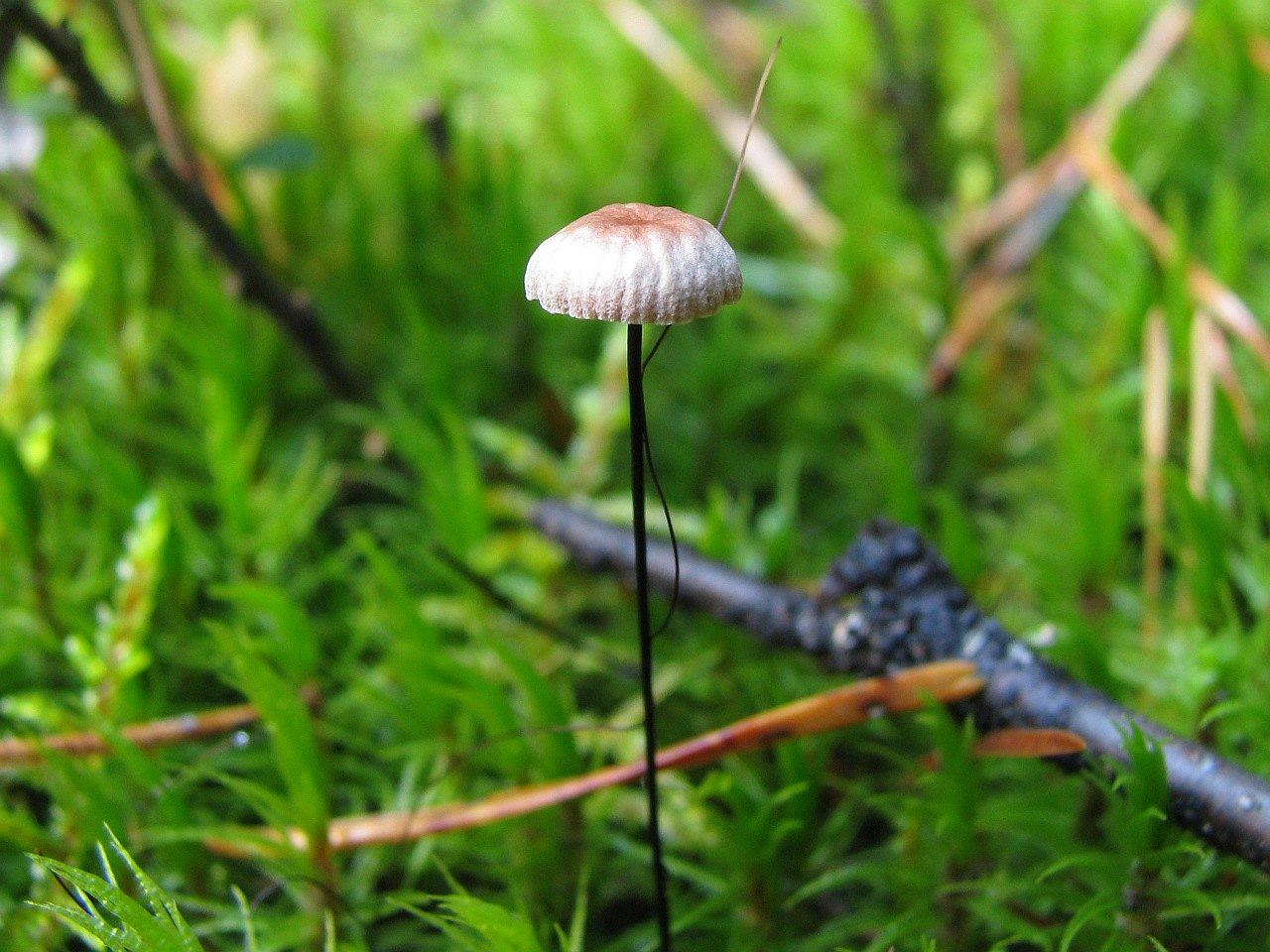 Gymnopus