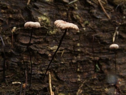 Gymnopus androsaceus