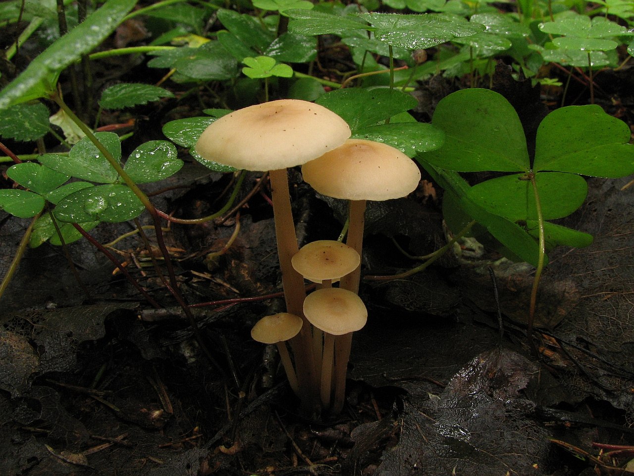 Gymnopus confluens