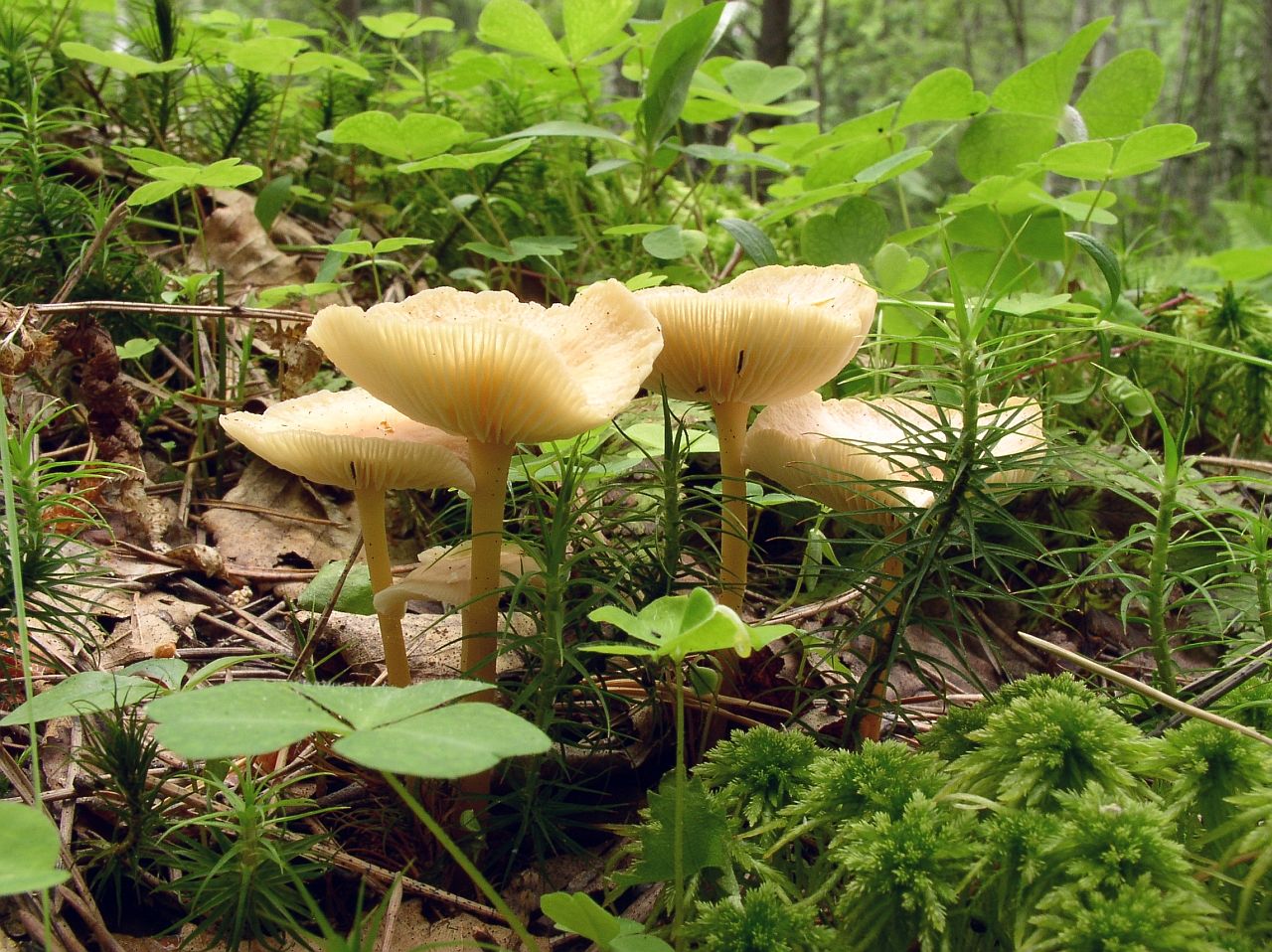 Gymnopus dryophilus