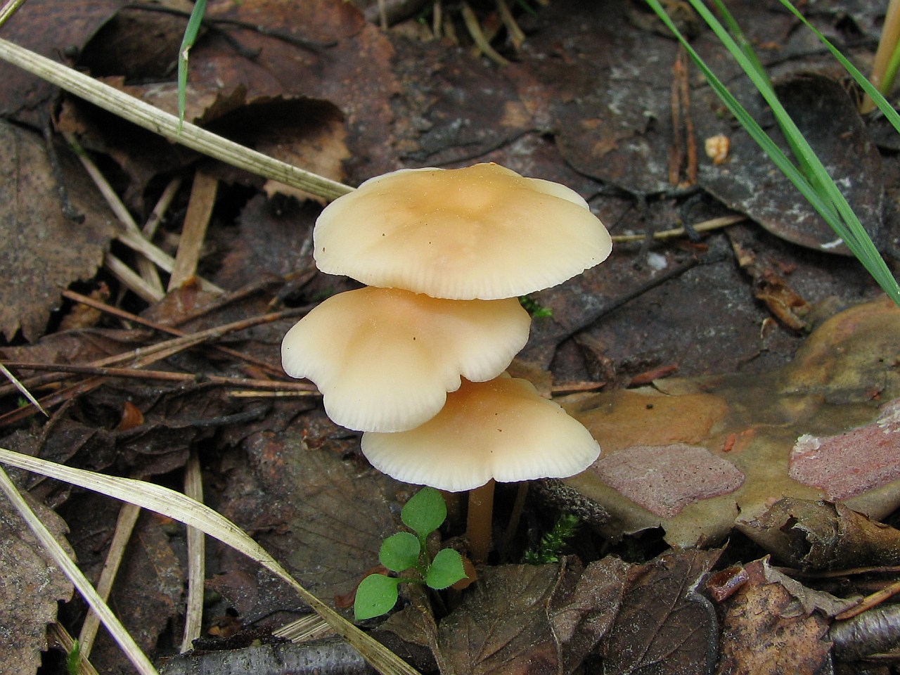 Gymnopus dryophilus