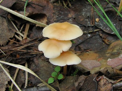 Gymnopus dryophilus