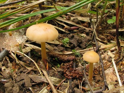 Gymnopus dryophilus