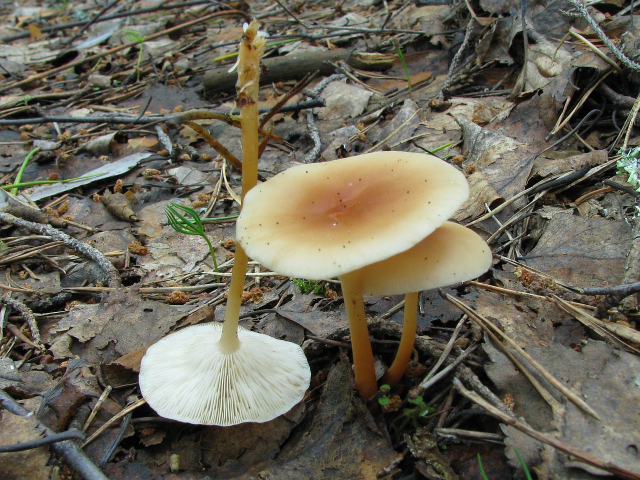 Gymnopus dryophilus