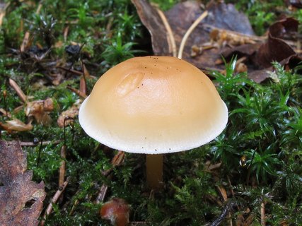 Gymnopus dryophilus