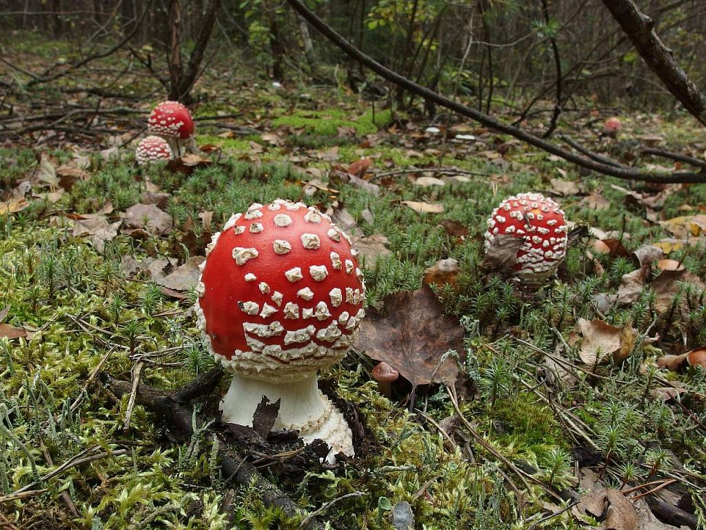Amanita muscaria