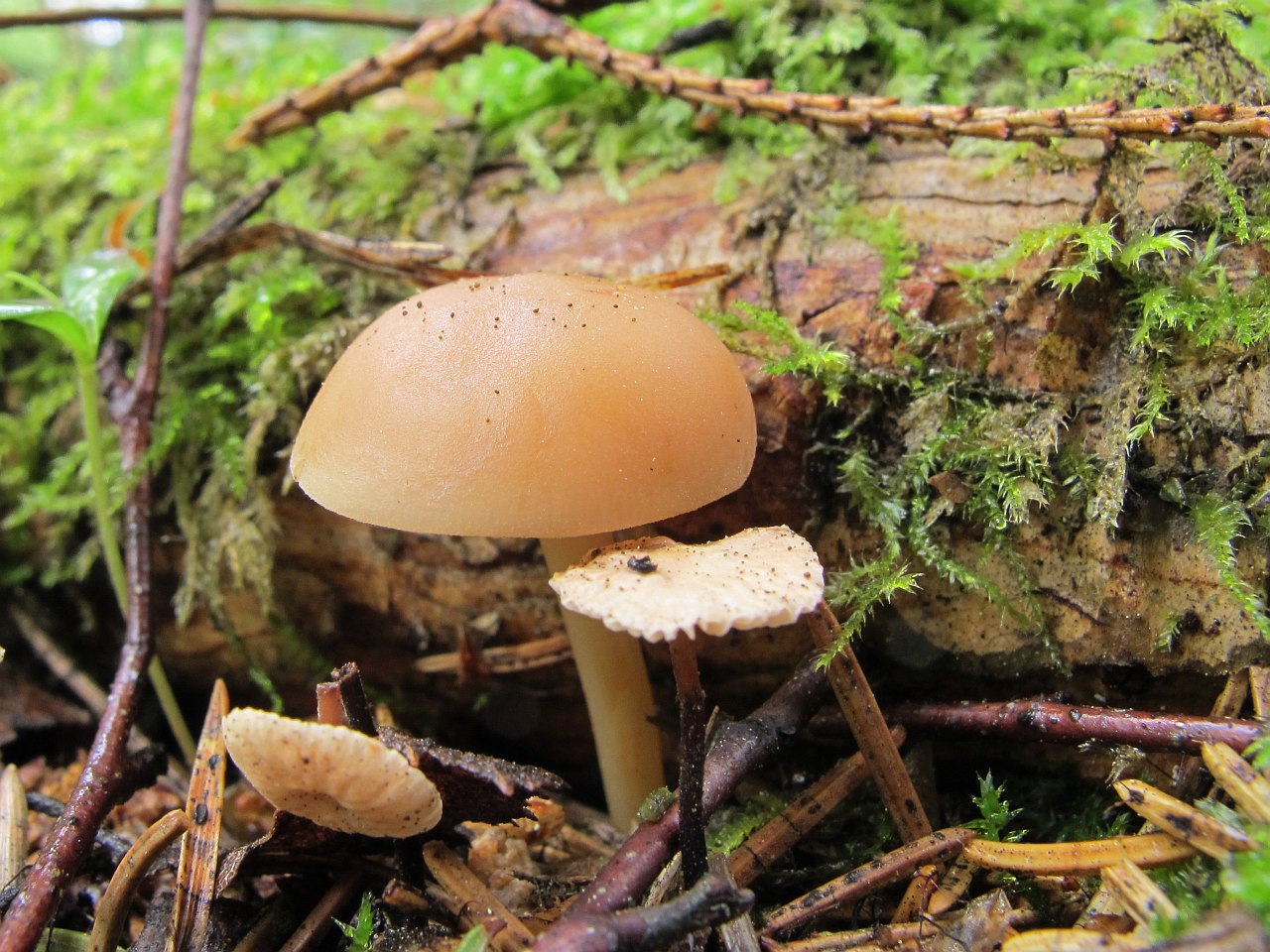 Gymnopus dryophilus