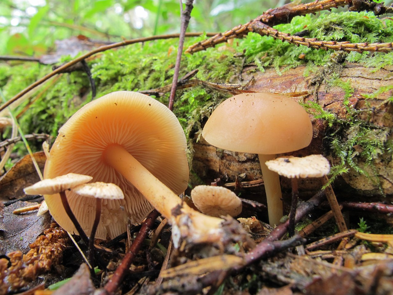 Gymnopus dryophilus