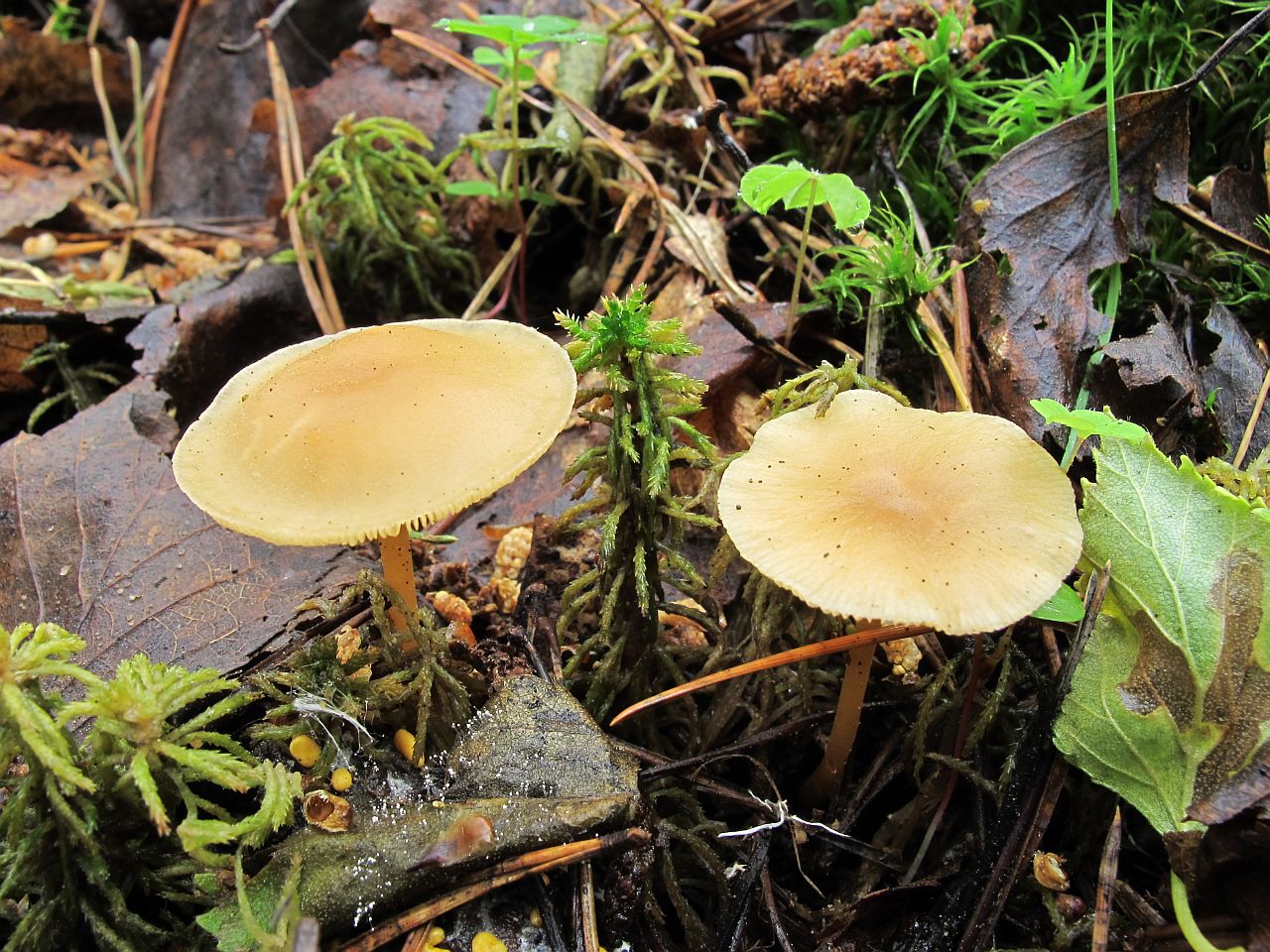 Gymnopus dryophilus