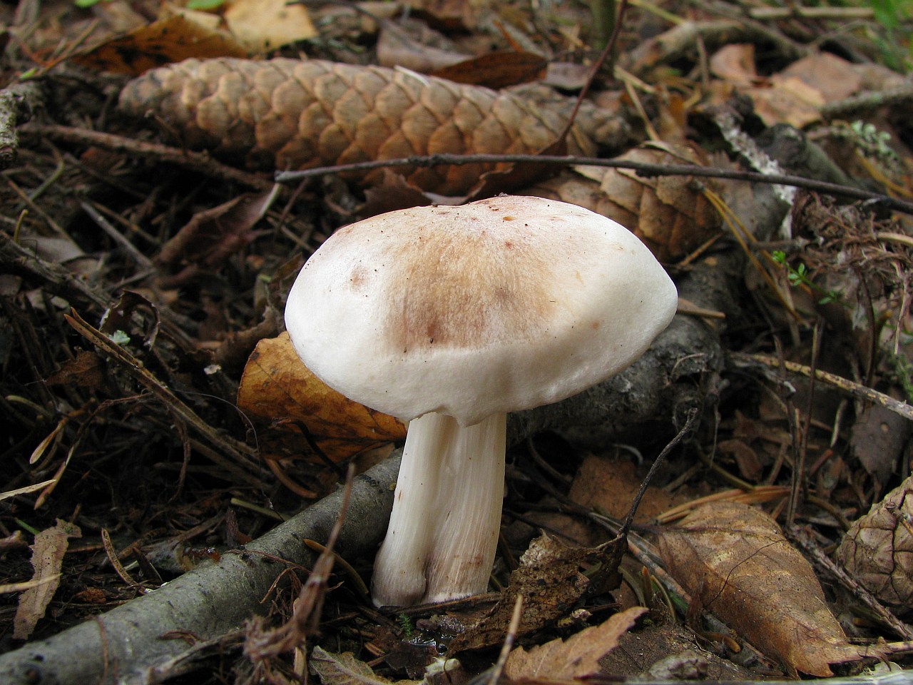 Gymnopus maculatus