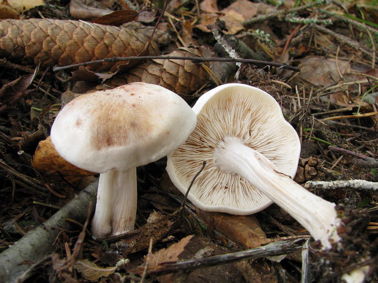 Gymnopus maculatus