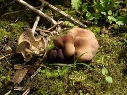 Gymnopus ocior