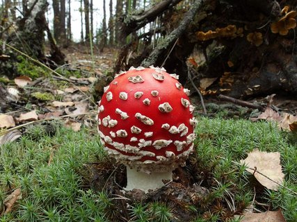 Amanita muscaria