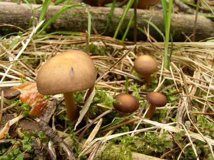 Gymnopus ocior