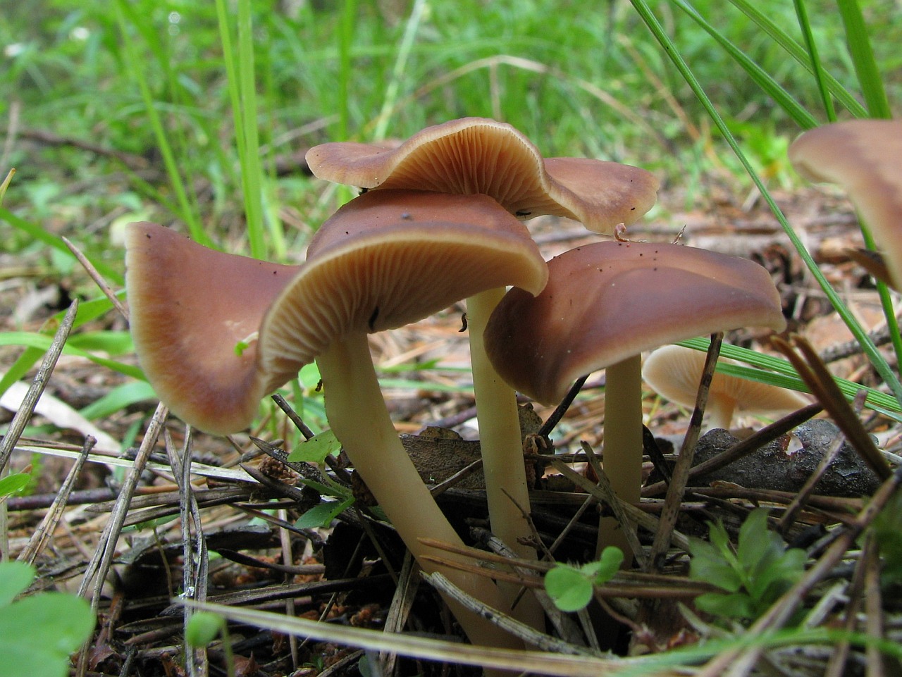 Gymnopus ocior