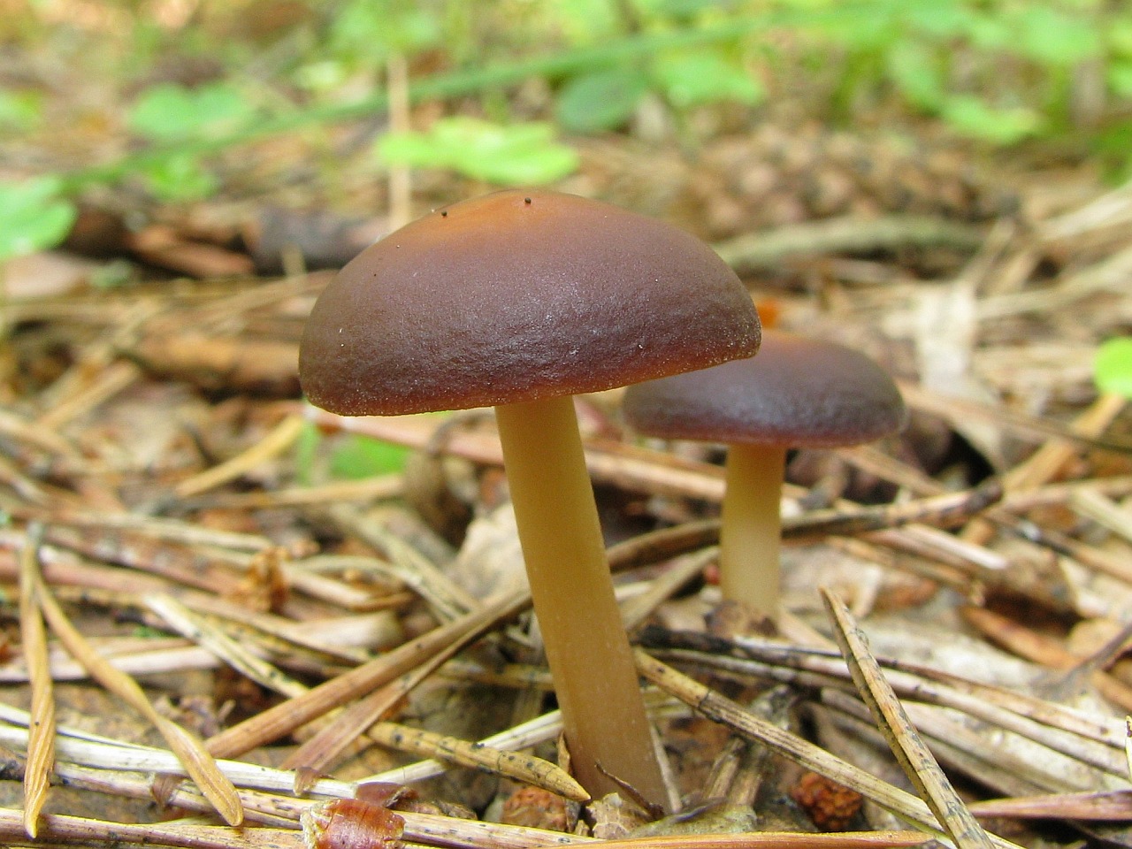 Gymnopus ocior